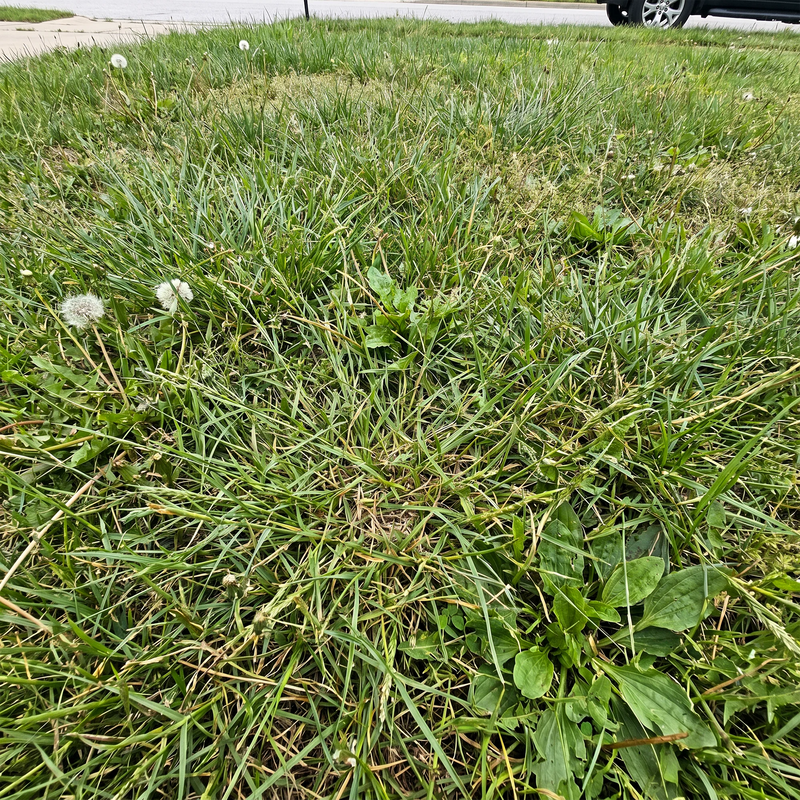 Thick Weeds & Dense Growth
